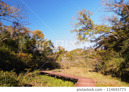 Autumn in Koajiro Forest, Miura City, Miura Peninsula, Kanagawa Prefecture Autumn in Koajiro Forest, Miura City, Miura Peninsula, Kanagawa Prefecture 114693773