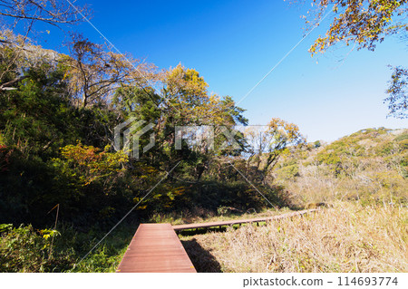 Autumn in Koajiro Forest, Miura City, Miura Peninsula, Kanagawa Prefecture 114693774