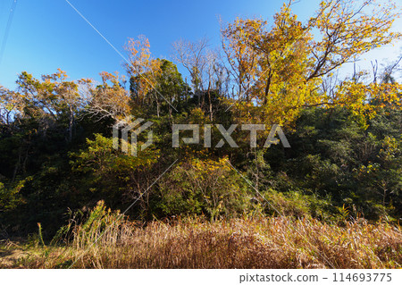 Autumn in Koajiro Forest, Miura City, Miura Peninsula, Kanagawa Prefecture 114693775