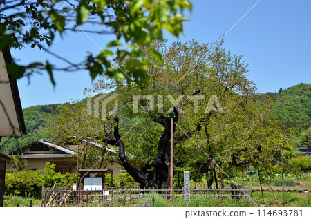 Large mulberry tree in Usune, Ishizume-cho, Numata City, Gunma Prefecture Large mulberry tree in Usune, Ishizume-cho, Numata City, Gunma Prefecture 114693781