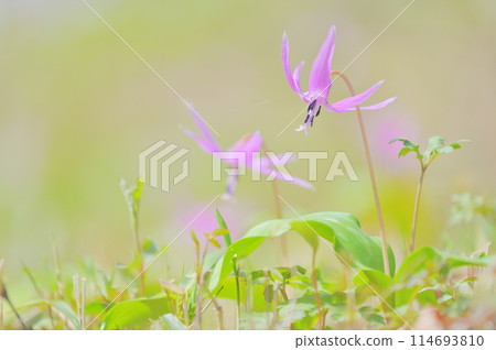 Dogtooth violets blooming on the mountain slopes - an image of early spring 114693810