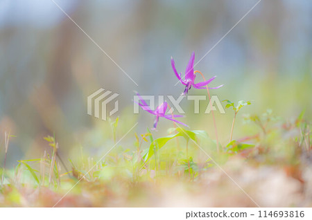 Dogtooth violets blooming on the mountain slopes - an image of early spring 114693816