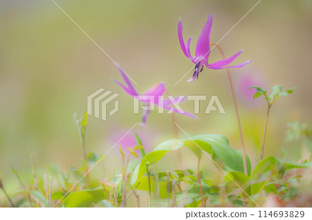 Dogtooth violets blooming on the mountain slopes - an image of early spring Dogtooth violets blooming on the mountain slopes - an image of early spring 114693829