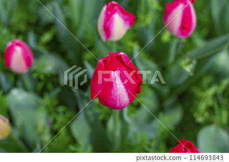 Red tulip 114693843
