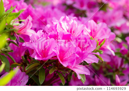 Azalea full bloom Azalea full bloom 114693929