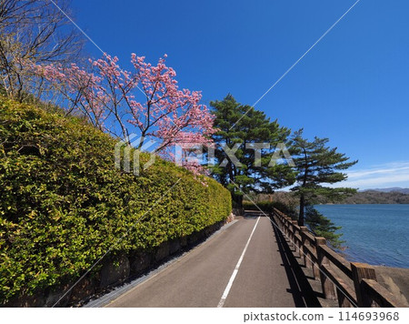 陽光櫻花與萬濃池【香川縣中多戶郡萬濃町】5 114693968