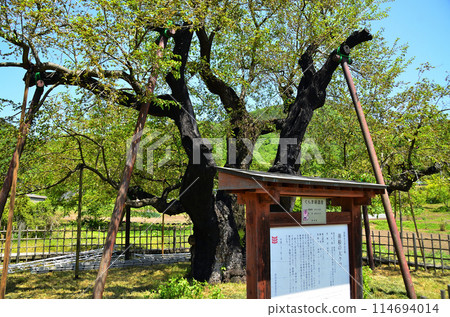 Large mulberry tree in Usune, Ishizume-cho, Numata City, Gunma Prefecture Large mulberry tree in Usune, Ishizume-cho, Numata City, Gunma Prefecture 114694014