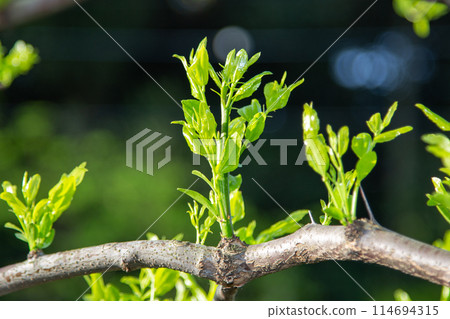 棗樹的新芽 棗樹的新芽 114694315