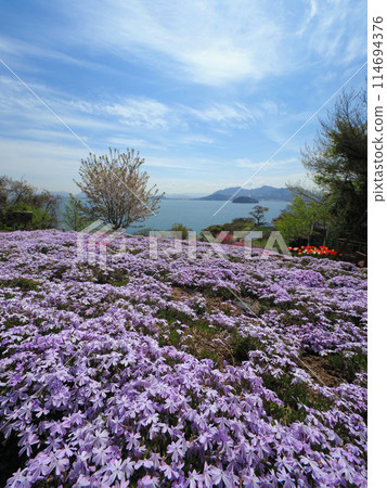 Flower Field in the Sky [Shishima, Takuma-cho, Mitoyo-shi, Kagawa Prefecture] 2024 114694376