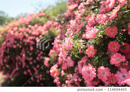 Roses are in full bloom at Ibaraki Flower Park 114694405