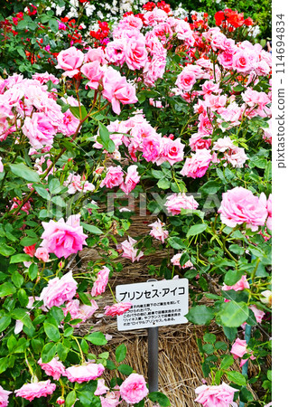 Full-bloomed roses, Princess Aiko, Jingu Rose Garden, Ise Shrine 114694834