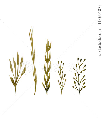 Herbaceous plant. Watercolor twigs, great design for any purpose. Decorative botanical set. Abstract silhouettes of branches. Summer nature clipart. Simple sketch drawing 114694875