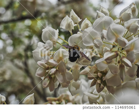 White wisteria flowers and a Japanese carpenter bee in Satoyama White wisteria flowers and a Japanese carpenter bee in Satoyama 114695061