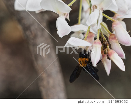 White wisteria flowers and a Japanese carpenter bee in Satoyama White wisteria flowers and a Japanese carpenter bee in Satoyama 114695062