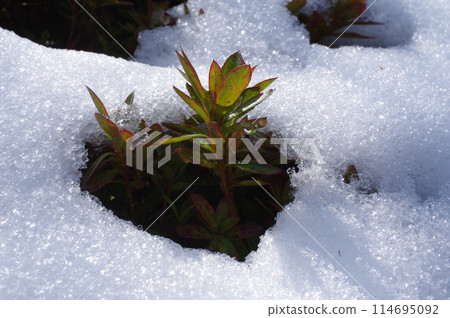 Azalea and snow 114695092