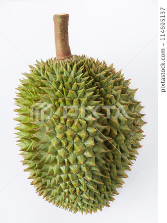 Ripe durian, both pods and stalks, on isolated white background. 114695137