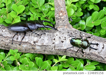Palawan giant stag beetle Palawan giant stag beetle 114695158