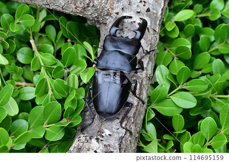 Palawan giant stag beetle Palawan giant stag beetle 114695159