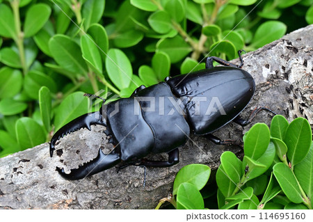 Palawan giant stag beetle Palawan giant stag beetle 114695160