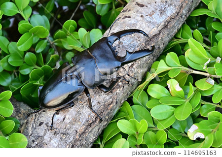 巴拉望島巨型鍬蟲 114695163