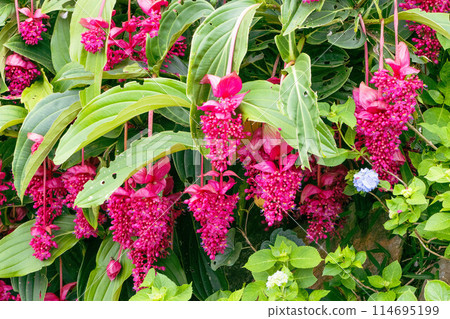 Medinilla Firebird Medinilla Firebird 114695199
