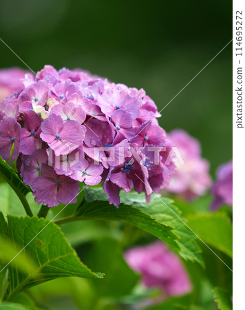 Hydrangea with raindrops (perfect for the rainy season: hydrangea) 114695272