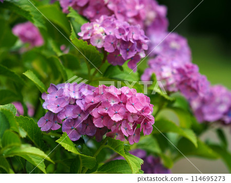 Hydrangea with raindrops (perfect for the rainy season: hydrangea) 114695273