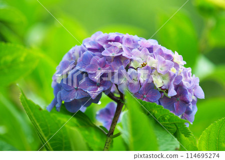 Hydrangea with raindrops (perfect for the rainy season: hydrangea) 114695274