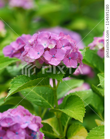 帶有雨滴的繡球花(適合雨季的圖像:繡球花) 帶有雨滴的繡球花(適合雨季的圖像:繡球花) 114695280