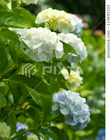 Hydrangea with raindrops (perfect for the rainy season: hydrangea) 114695285