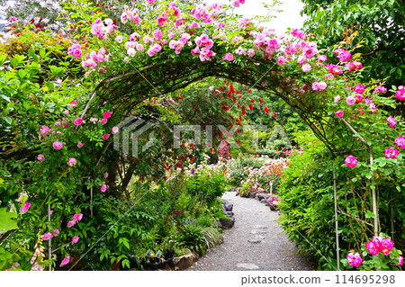 Jingu Rose Garden, roses in full bloom, rose garden, Ise Jingu, Ise-Shima tourist spot Jingu Rose Garden, roses in full bloom, rose garden, Ise Jingu, Ise-Shima tourist spot 114695298