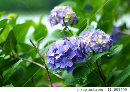 Hydrangea with raindrops (perfect for the rainy season: hydrangea) Hydrangea with raindrops (perfect for the rainy season: hydrangea) 114695299