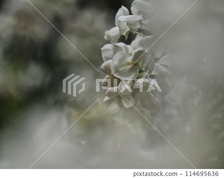 里山白紫藤花 里山白紫藤花 114695636