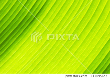 Soft sunlight through banana leaves. Green background with sun rays 114695644