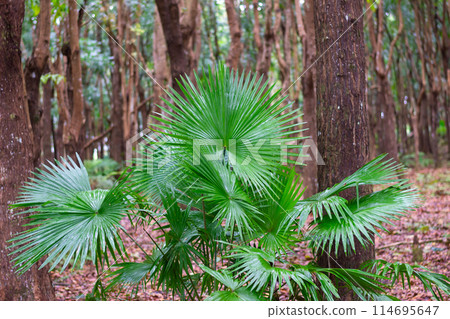 National leaf of the Phillipines livistona rotundifolia. Anahaw Palm National leaf of the Phillipines livistona rotundifolia. Anahaw Palm 114695647