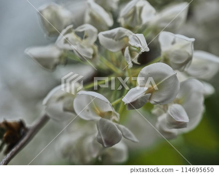 Satoyama white wisteria flowers 114695650