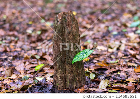 Termites destroyed the tree. Tree stump in the forest Termites destroyed the tree. Tree stump in the forest 114695651