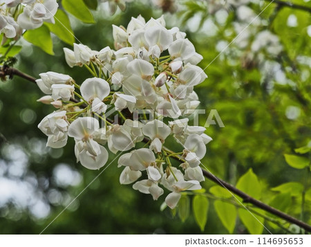 Satoyama white wisteria flowers Satoyama white wisteria flowers 114695653
