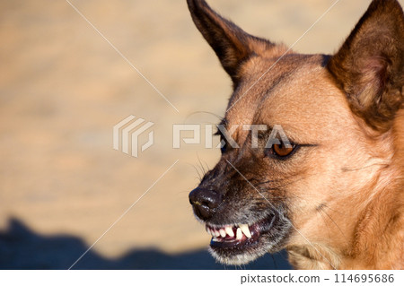 a dog whose animal grin. fury and naked fangs 114695686