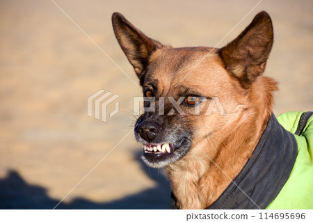 a dog whose animal grin. fury and naked fangs a dog whose animal grin. fury and naked fangs 114695696