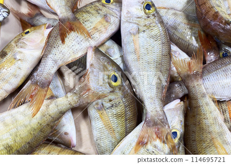 Fresh variety of fish at a fish market in Asia. Freshly caught fish. Market in the Philippines 114695721