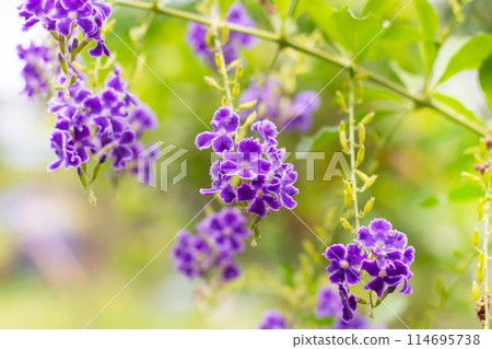 purple duranta flowers golden dewdrop sway in the wind on a green background 114695738
