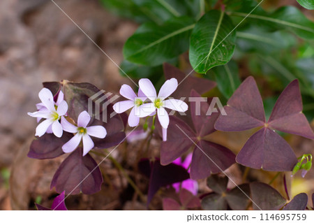 white oxalis flower with purple leaves on a green background. Flower of happiness 114695759