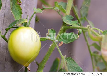 Tomato plants green tomato plantation. Organic farming 114695780