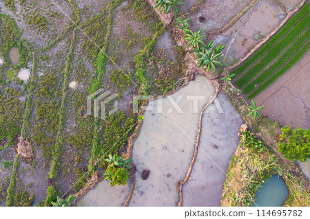 Aerial view of rice fields in the Asia 114695782