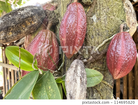 Cacao pods on a tree among the foliage 114695820