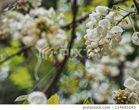 Satoyama white wisteria flowers 114695843