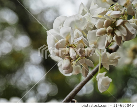 里山白紫藤花 里山白紫藤花 114695849