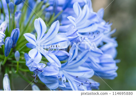 阿加潘庫斯 114695880