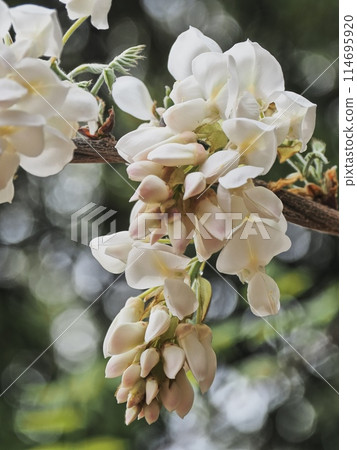 Satoyama white wisteria flowers Satoyama white wisteria flowers 114695920